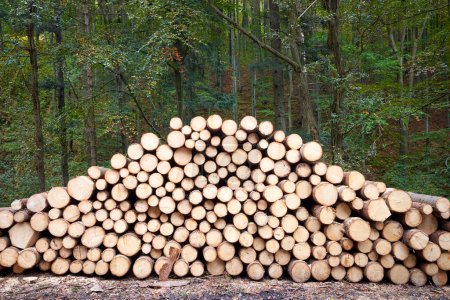 Photo for Pile of many heavy wood logs trunks in forest - Royalty Free Image