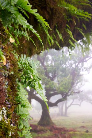 Photo for Closeup of laurel tree branch. Laurisilva of Madeira in Fanal, foggy forest. Madeira island, Portugal. - Royalty Free Image