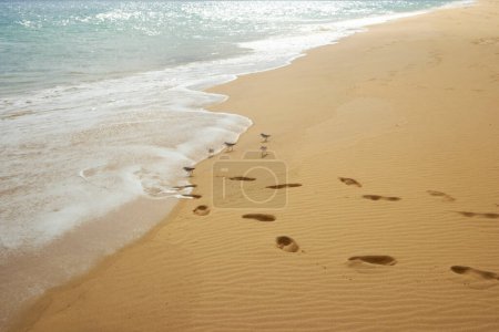 Photo for Footprints and birds in sand on beach. Porto Santo island, Portugal. - Royalty Free Image