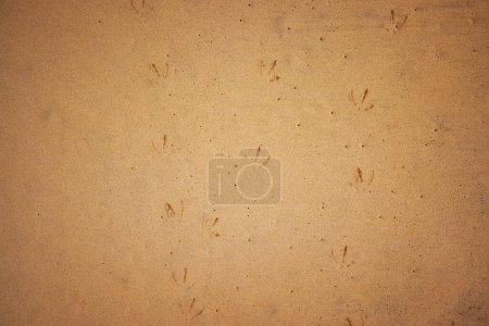 Photo for Bird tracks in sand. Detail of footprints of a bird on beach in golden sand. - Royalty Free Image