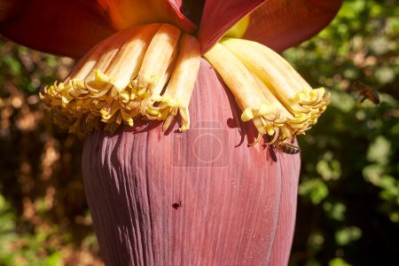 Photo for Closeup detail of a big banana flower blossom. Madeira, Portugal. - Royalty Free Image