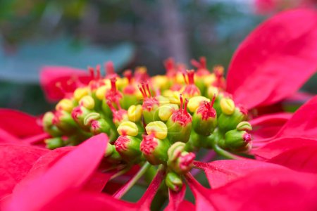 Foto de Poinsettia - Euphorbia pulcherrima flor flor primer plano. Poinsettia es un arbusto o pequeño árbol de hoja caduca a semi-perenne nativo de la región de la ladera del Pacífico de México y Guatemala.. - Imagen libre de derechos