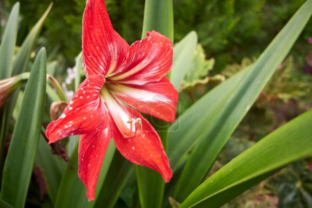 Photo for Hippeastrum reginae, red amaryllis flower blossom. Shot in garden, outdoor. Madeira, Portugal. - Royalty Free Image