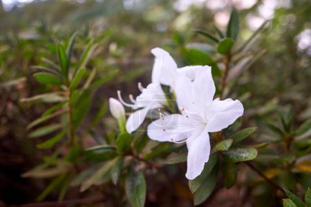 Photo for Rhododendron augustinii - white flower blossom. Openly funnel shaped, white tinged lavender, spotted yellowish-green. - Royalty Free Image