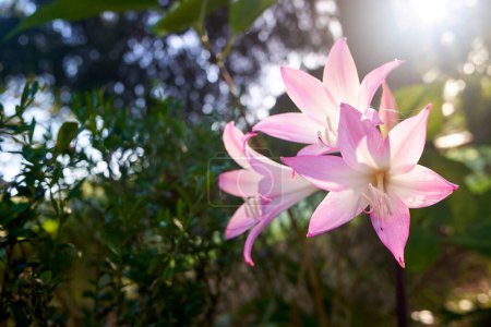 Photo for Beautiful pink lily flowers blossoming in Madeira, Portugal. Amaryllis belladonna. - Royalty Free Image