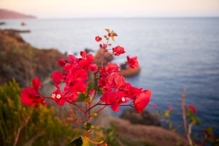 Photo for Red Bougainvillea flower in Madeira coast, Portugal. Bougainvillea is a genus of thorny ornamental vines, bushes, and trees belonging to the four o' clock family, Nyctaginaceae. - Royalty Free Image