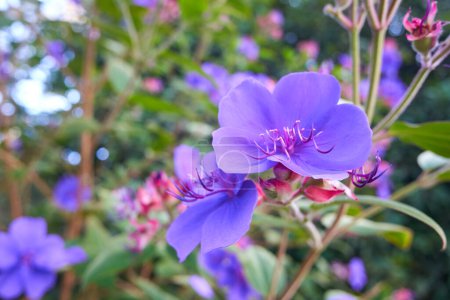 Photo for Blossom of Tibouchina urvilleana flower, also known as Pleroma urvilleanum, glory bush, lasiandra, princess flower or purple glory tree. - Royalty Free Image