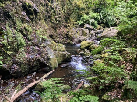 Pond at the end of Levada do Rei (irrigation channel) walk in Madeira, Portugal. Nature scenery.