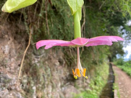 Photo for Passiflora tarminiana (or banana passionfruit) blossom, pink flower growing wild at levadas of Madeira, Portugal. - Royalty Free Image
