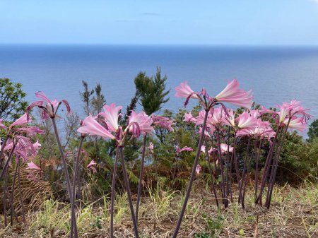 Photo for Beautiful pink lily flowers blossoming in Madeira, Portugal. Ocean in background. Amaryllis belladonna. - Royalty Free Image