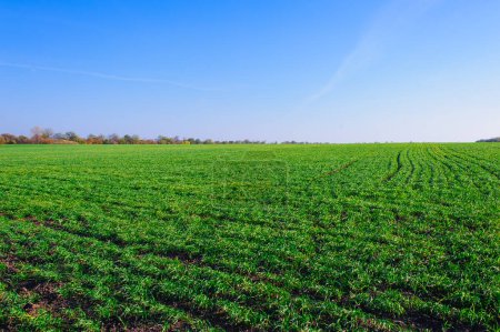 Foto de Green Field of wheat, blue sky and sun, white clouds. wonderland - Imagen libre de derechos