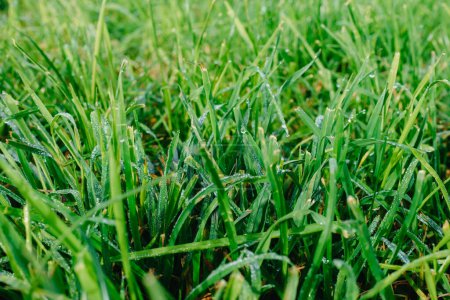 Téléchargez les photos : Gros plan d'herbe fraîche et épaisse avec des gouttes d'eau tôt le matin. Gros plan d'herbe verte luxuriante non coupée avec des gouttes de rosée dans la lumière douce du matin. - en image libre de droit