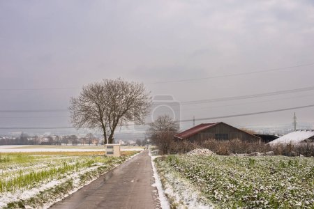 Winter Symphony: Snow-Covered Fields, Rural Roads, and Christmas Delight