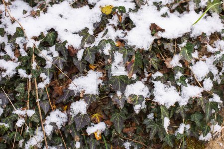 Élégance givrée : dévoiler l'enchantement du lierre sauvage recouvert de neige dans une campagne pittoresque