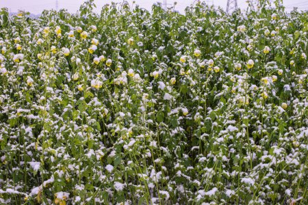 Frost-Kissed Gold: Un pintoresco campo de colza cubierto de nieve en la tranquila campiña.