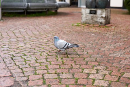 Urban Pigeon auf dem Gehweg. Erleben Sie die Einfachheit des urbanen Lebens mit diesem Bild, das eine Taube einfängt, die gemächlich auf einem gefliesten Bürgersteig spaziert. Das Foto zeigt wunderschön die