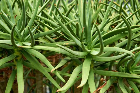 Aloe Elegance : Plaisir botanique dans le sanctuaire des serres. Botanic Oasis : Exploring the Enchantting Aloe Realm in the Conservatory. Green Harmony : Une tapisserie captivante d'aloès dans l'écologie