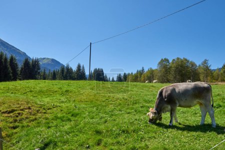 Alpine Symphony Unveiled: Cows Grazing in the Pristine Heart of Mountain Meadows. Idyllic beauty of alpine nature, with a cow grazing on the lush mountain meadows, surrounded by the majestic peaks of
