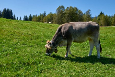 Alpine Symphony Unveiled: Cows Grazing in the Pristine Heart of Mountain Meadows. Idyllic beauty of alpine nature, with a cow grazing on the lush mountain meadows, surrounded by the majestic peaks of