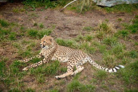 Der Leopard liegt und ruht auf dem Boden. Erholsames Liegen. Leoparden reagieren: Majestätisches Raubtier ruht in freier Wildbahn Anmutiger Leopard entspannt inmitten natürlicher Schönheit. Raubtiere machen Pause