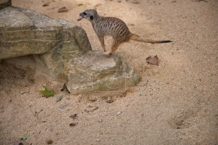 Wild Meerkats: Untamed Wonders of Nature (en inglés). Savanna Tales: Adventures with Free-Spirited Meerkats (en inglés). Desert Watchers: Meerkats in Their Natural Wilderness (en inglés). Odisea Africana: La vida y los tiempos de la naturaleza