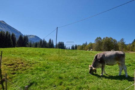 Dévoilement de la Symphonie alpine : Des vaches paissent au c?ur des prairies de montagne. Beauté idyllique de la nature alpine, avec une vache broutant sur les prairies luxuriantes de montagne, entourée par les sommets majestueux de