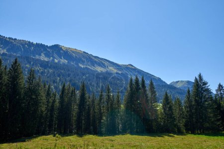 Alpine Bliss Unveiled: Meadows and Evergreen Forests Under Summer Skies (en inglés). Mountain Majesty Captured: Grazing Pastures and Pine-Laden Slopes in Summer (en inglés). Paleta de naturalezas definida: Armonía de ecosistemas alpinos