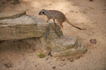 Wild Meerkats: Untamed Wonders of Nature. Savanna Tales: Adventures with Free-Spirited Meerkats. Desert Watchers: Meerkats in Their Natural Wilderness. African Odyssey: The Life and Times of Wild