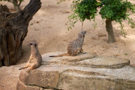 Wild Meerkats: Untamed Wonders of Nature (en inglés). Savanna Tales: Adventures with Free-Spirited Meerkats (en inglés). Desert Watchers: Meerkats in Their Natural Wilderness (en inglés). Odisea Africana: La vida y los tiempos de la naturaleza