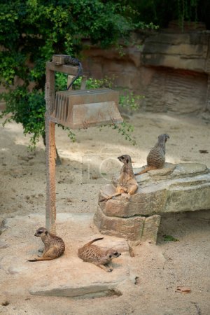 Des suricates enchanteurs. Meerkat : Moments fantaisistes dans le désert. Exploration du paysage de la savane. Meerkats ludiques dans le soleil africain. Guardians of the Desert: Meerkats Standing Tall. Adorable.