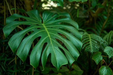 Photo for Monstera Madness: The Ultimate Guide to Growing and Caring for Monstera Plants. Growing Lush and Healthy Monstera Plants. Indoor Garden with Stunning Monstera Plants. - Royalty Free Image