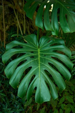 Monstera Madness: The Ultimate Guide to Growing and Caring for Monstera Plants. Growing Lush and Healthy Monstera Plants. Indoor Garden with Stunning Monstera Plants.