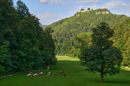 Panoramic shot of heard of sheep grazing on the green meadows with mountains in backdrop. Dramatic aerial view of idyllic rolling patchwork farmland with pretty wooded boundaries, lit in warm early