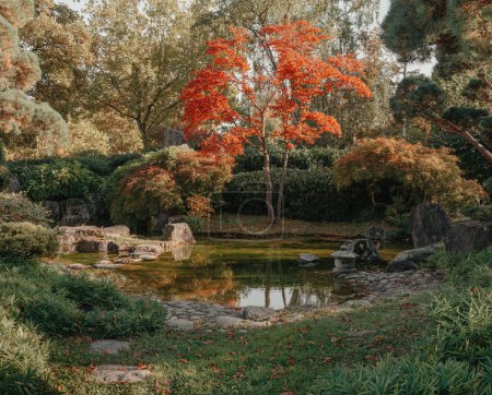 Schöner japanischer Garten und rote Bäume im Herbst. Ein Ausbruch der Herbstfarbe mit Teichreflexionen.