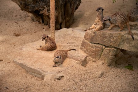 Encantadora Meerkats. Meerkat: Momentos caprichosos en el desierto. Explorando el paisaje de Savanna. Meerkats juguetones en el sol africano. Guardianes del desierto: Meerkats Standing Tall. Adorable.