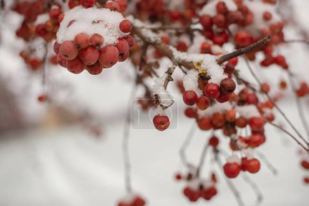 Winters Crimson Beauty: Schneebedeckte Eberesche in ländlicher Landschaft. Bezaubernde Winterszenen: Einfangen der festlichen roten Eberesche in einer verschneiten Landschaft. Winter gefrorenes Viburnum unter Schnee. Viburnum In