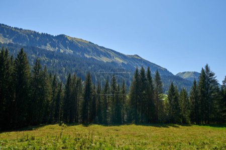 Téléchargez les photos : Alpine Bliss Unveiled: Meadows and Evergreen Forests Under Summer Skies. Majesté des montagnes capturée : pâturages et pentes chargées de pins en été. Palette Natures définie : Harmonie des écosystèmes alpins - en image libre de droit