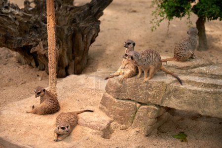Encantadora Meerkats. Meerkat: Momentos caprichosos en el desierto. Explorando el paisaje de Savanna. Meerkats juguetones en el sol africano. Guardianes del desierto: Meerkats Standing Tall. Adorable.