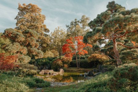 Schöner japanischer Garten und rote Bäume im Herbst. Ein Ausbruch der Herbstfarbe mit Teichreflexionen.