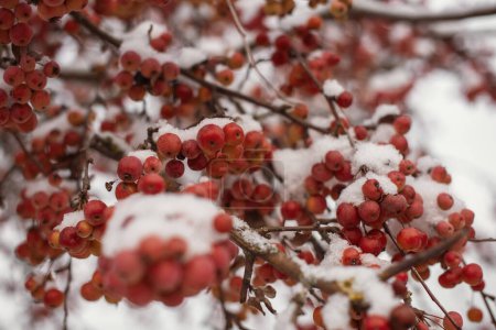 Winters Crimson Beauty: Schneebedeckte Eberesche in ländlicher Landschaft. Bezaubernde Winterszenen: Einfangen der festlichen roten Eberesche in einer verschneiten Landschaft. Winter gefrorenes Viburnum unter Schnee. Viburnum In