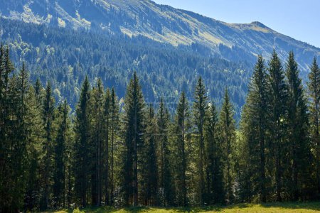 Alpine Bliss enthüllt: Wiesen und immergrüne Wälder unter Sommerhimmel. Bergmajestät gefangen: Weideweiden und Kiefernhänge im Sommer. Naturpalette definiert: Harmonie des alpinen Ökosystems