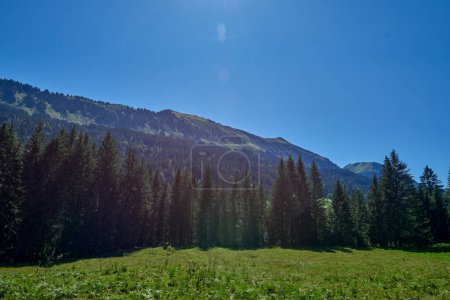 Alpine Bliss Unveiled: Meadows and Evergreen Forests Under Summer Skies. Mountain Majesty Captured: Grazing Pastures and Pine-Laden Slopes in Summer. Natures Palette Defined: Alpine Ecosystem Harmony