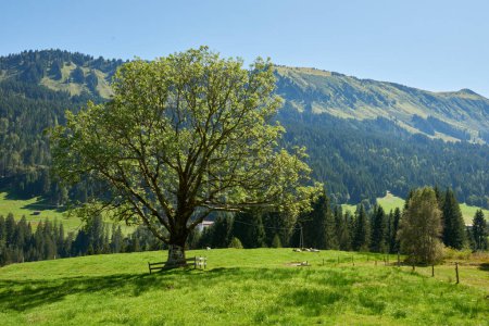 Alpine Symphony enthüllt: Sommermajestät in der Wildnis majestätischer Gipfel. Gipfelruhe eingefangen: Majestätische Gipfel und ein großer Baum auf der Alm. Mountain Vista Elegance Defined: Ein Grand