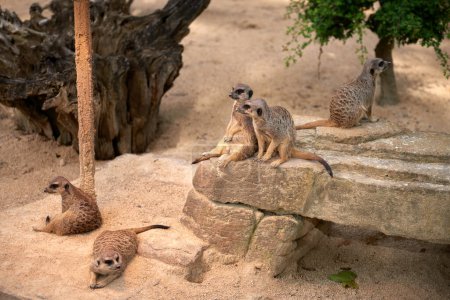 Des suricates enchanteurs. Meerkat : Moments fantaisistes dans le désert. Exploration du paysage de la savane. Meerkats ludiques dans le soleil africain. Guardians of the Desert: Meerkats Standing Tall. Adorable.