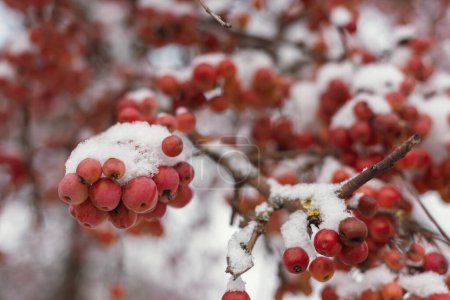 Winters Crimson Beauty : Rowan couvert de neige dans un paysage rural. Scènes hivernales enchanteresses : capturer la Rowan rouge festive dans une campagne enneigée. Viburnum congelé d'hiver sous la neige. Viburnum In