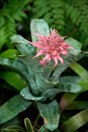 Aechmea Elegance: Discovering the Beauty of Bromeliads. Aechmea, bromeliad, plant, tropical, foliage, flower, exotic, ornamental, garden, indoor, houseplant, colorful, bloom, nature, green, leaves