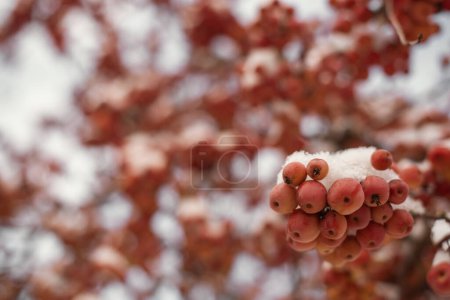 Winters Crimson Beauty : Rowan couvert de neige dans un paysage rural. Scènes hivernales enchanteresses : capturer la Rowan rouge festive dans une campagne enneigée. Viburnum congelé d'hiver sous la neige. Viburnum In