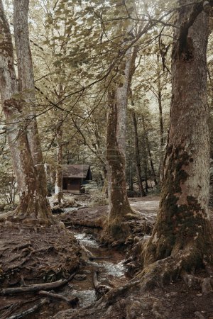 Tranquil Riverside Retreat: Wooden Cabin in Black Forest Amidst Picturesque Mountain Landscape. Scenic Riverbank Serenity: Lonely Wooden Cabin Surrounded by Lush Greenery in Mountainous Terrain