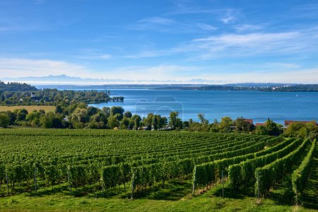 Bodensee Panorama: Alps on the Horizon, Vineyards, and Pastoral Beauty. Alpine Horizon: Bodensee, Vineyards, and Quaint Villages in the German Countryside. Vineyard Vistas: Bodensee, Alpine Peaks, and