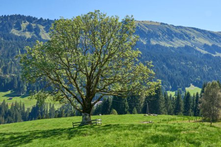 Alpine Symphony Unveiled: Summer Majesty in the Wilderness of Majestic Peaks (en inglés). Summit Serenity Captured: Majestic Peaks and a Grand Tree in the Alpine Meadow (en inglés). Mountain Vista Elegancia Definida: Un Gran